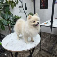 پامرهای عروسکی زیبا|سگ|هشتگرد, شهرک راه آهن|دیوار