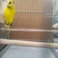 قناری رسمی نرو ماده|پرنده|اندیشه, اندیشه فاز ۱|دیوار