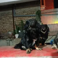 واگذاری سگ پاکوتاه