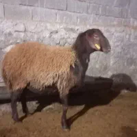 بره قوچ هترو