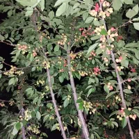باغ-نقلی-قیمت-مناسب