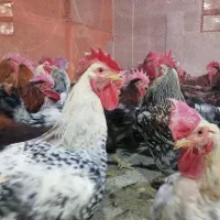 جوجه رنگی اردک محلی خروس  جوجه زینتی.مرغ|حیوانات مزرعه|شیراز, اصلاح‌نژاد|دیوار