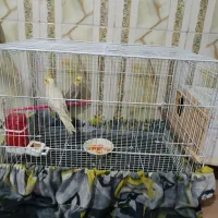 عروس هلندی تخم و جوجه ای