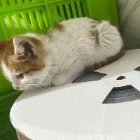 سرپرستی گربه دی اس اچ زیبا و