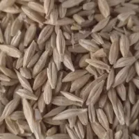 گندم .جو دیمی بذری درشت.|لوازم جانبی حیوانات|کبودرآهنگ, |دیوار