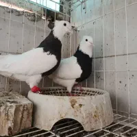 طوقی اصیل و بدون غلط