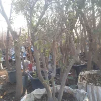 جابه جایی درخت بن دار و بن بالا و فروش درخت