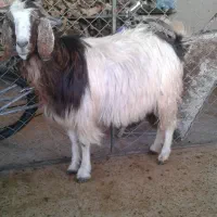گاو گوساله گوسفند بز شکسته