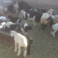 میش بره دار