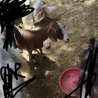 بزالپاین نژاد دار جوان