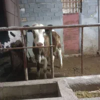 گاو گوساله مونت