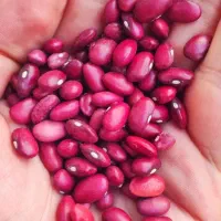 لوبیا قرمزوعدس بوجاری شده تمیز زود پز درجه یک