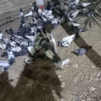 فروش کبوتر پاکستانی