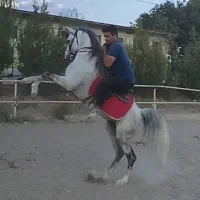 اسب کرد نریان پر خون