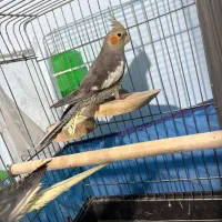 عروس هلندی ۴ ماهه|پرنده|محمدیه-قزوین, |دیوار