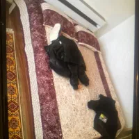 تخت خواب دو نفره