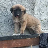 یک جفت توله سگ سرابی|سگ|مبارکه, |دیوار