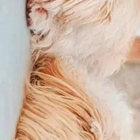 واگذاری شیتزو