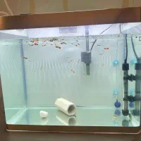 اکواریوم شیشه خم با پوستر و نوارطلایی