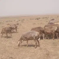 میش‌چینی‌|حیوانات مزرعه|پائین جام, |دیوار