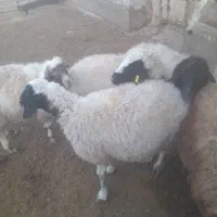 میش اوست جوان درشت|حیوانات مزرعه|تربت جام, جلگه موسی آباد|دیوار