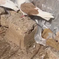 کبوتر دوکت زرد