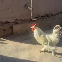 معاوضه بوقلمون