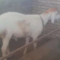کاوه قوچ چینی خوش رنگ.