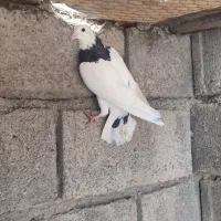 کبوتر طوقی|پرنده|فاضل آباد, |دیوار