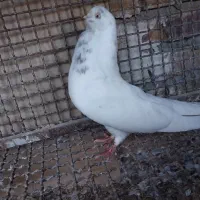 کبوتر کله ای