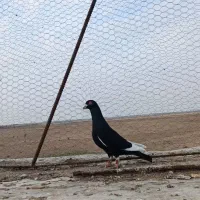 کبوتر|پرنده|دشتابی, |دیوار