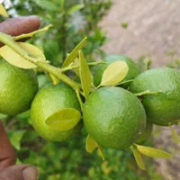 خریدوفروش لیموومرکبات|خدمات باغبانی و درختکاری|دوگنبدان, |دیوار