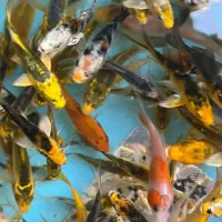 انواع گلدفیش کوی زینتی گرید A