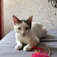 واگذاری گربه ماده تمام سفید