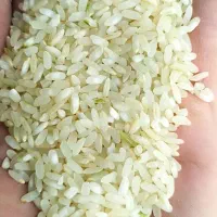 برنج کامفیروزی نو|خوردنی و آشامیدنی|مرودشت, بهارستان|دیوار