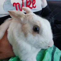 خرگوش نر و ماده