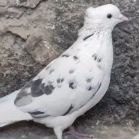 کبوتر پرشی|پرنده|پیر بکران, |دیوار