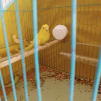 عروس هلندی مرغ عشق قناری|پرنده|امیدیه, |دیوار