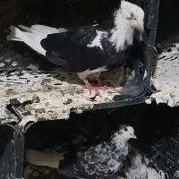 پرنده|پرنده|چوار, |دیوار