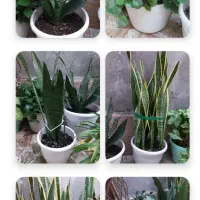 فروش کلی گلها|گل و گیاه طبیعی|رشت, پیرکلاچای|دیوار