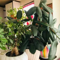 ۱۵ عدد گلدان