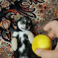 سگ به قیمت توافقی