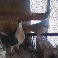 چادری بدون غلط