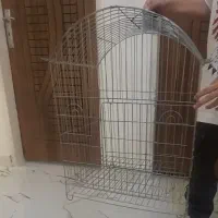 قفس عروس هلندی فقط ۴۵۰