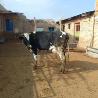 تلیسه گوشتی