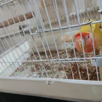 کوتوله برزیلی