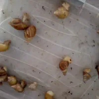 حلزون اچاتینا