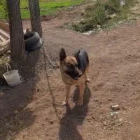 سگ پلیس نژاد آلمانی ژرمن|سگ|امام, |دیوار