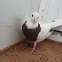 ماده طوقی سرخ|پرنده|خمینیشهر, |دیوار