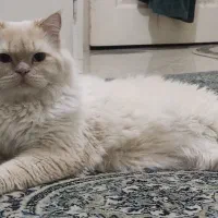 گربه پرشین اسکاتیش|گربه|قزوین, |دیوار